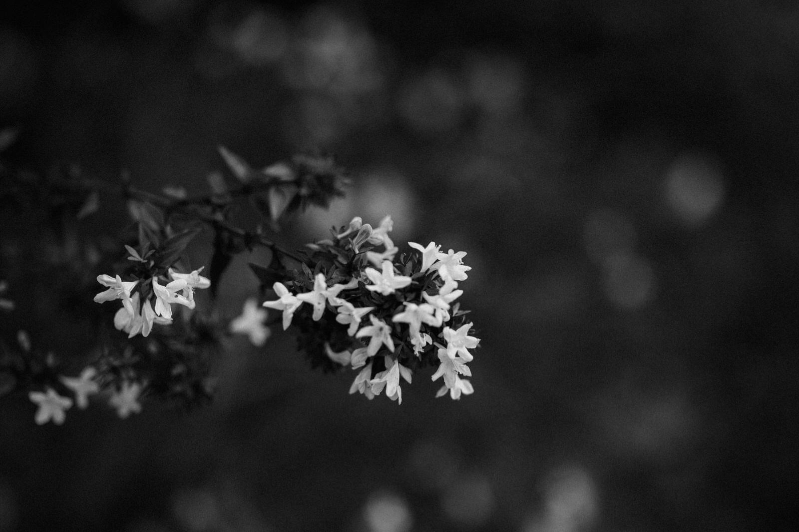 detail of flowers in black and white