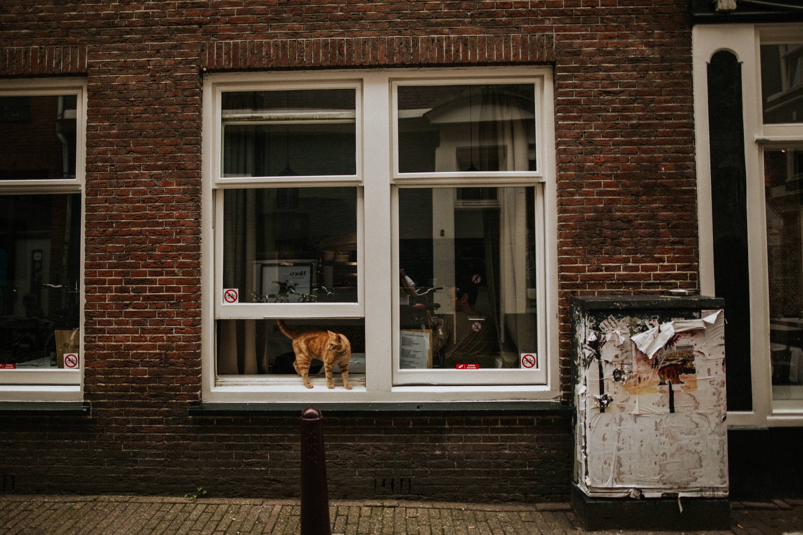 cat on the window in Jordaan, Amsterdam