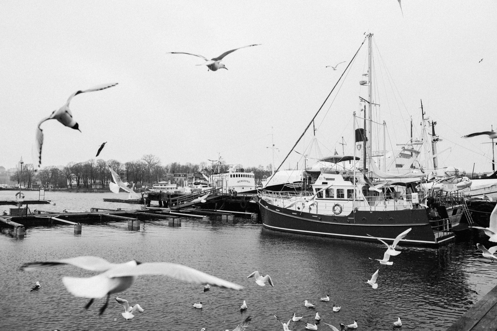 seaguls flying over Stockholm in black and white