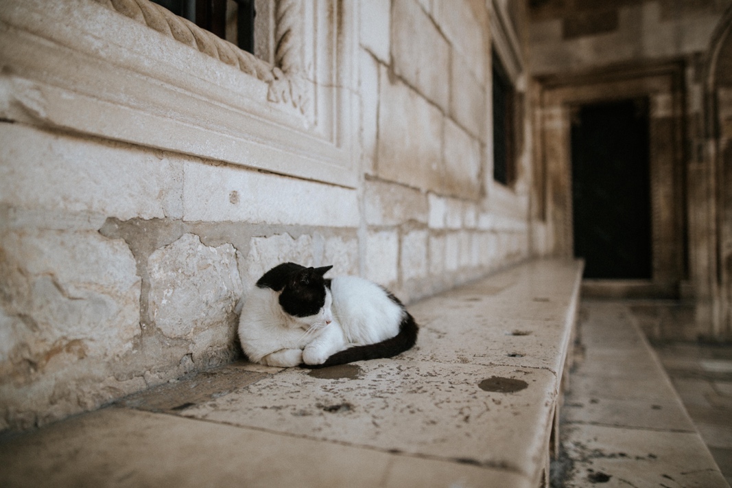 cats of Dubrovnik
